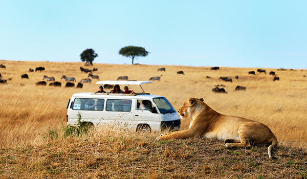 Safari, South Africa